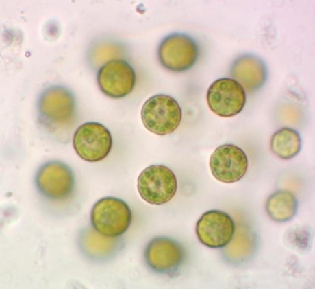 Invasiones biológicas